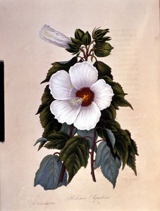 The hibiscus. Botanical board.