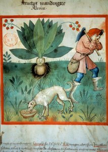 The mandrake. Medicinal plant to which extraordinary magical virtues have often been attributed by Unknown artist