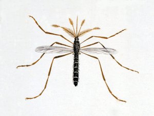 The mosquito. Natural history board. 19th century by Unknown artist