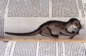 The Otter - Historia Animalium by Conrad Gesner (1516-1565), Tiguri by Unknown artist