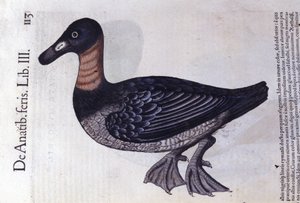 The Red-Neck Duck - from Historiae Animalium by Konrad Gesner, Tiguri by Unknown artist