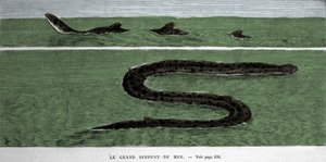 The sea snake observed in 1872 in the Meridional Atlantic.