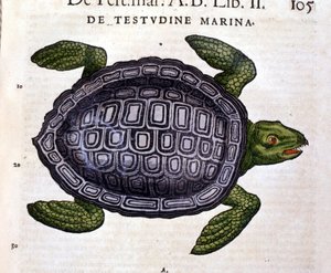 The sea turtle, according to the Historia Animalium of Conrad Gesner, Tiguri 1560. by Unknown artist