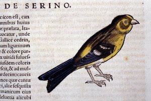 The Serin after Historiae Animalium by Konrad Gesner, Tiguri