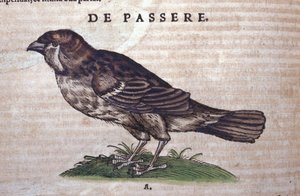 The sparrow in Historia Animalium by Conrad Gesner by Unknown artist