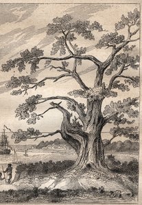 Third voyage by Captain James Cook: tree under which Cook observed the passage of Venus - illustration taken from The Great Mariners of the 18th century by Unknown artist