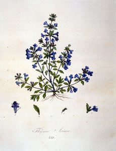 Thyme. 19th century engraving
