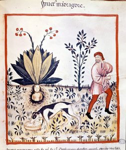 Treatise of medicine 
