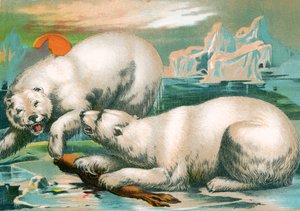 Two Polar Bears Fighting over Seal
