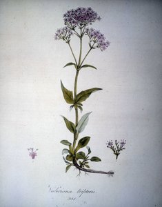 Valeriana Mauve or Valeriana Tripteris. 19th Century Herbarium