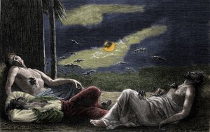 Vampire bat sucking the blood of men asleep on full moon nights. Engraving of the 19th century