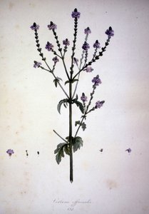 Verbena officinalis. 19th century herbarium by Unknown artist