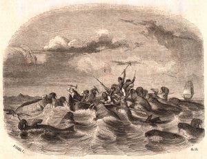 View of a group of English sailors chasing a herd of walrus in 1818 off the coast of Spitsbergen
