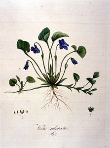 Violet