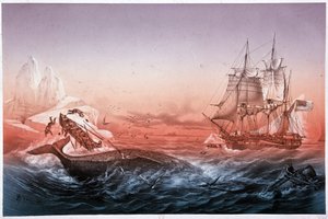 Whaling vessel failed to rescue its whale capsized boats