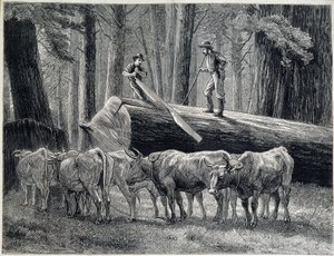 Woodcutters in a redwood forest in California - engraving by Unknown artist