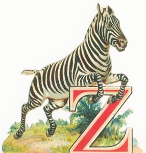 Zebra