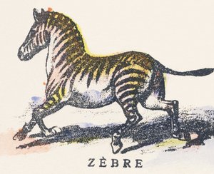 Z: Zebra