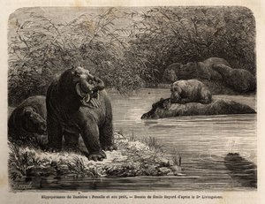 Zambese Hippopotamus: female and her young refreshing in the river by Unknown artist