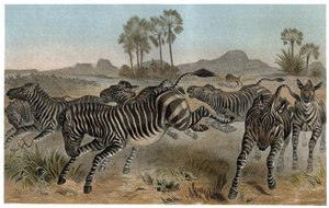 Zebra - Zebras - African equids (horse family) - engraving from 