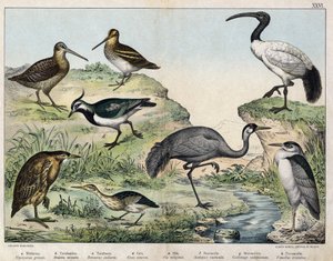 a: Black-crowned night heron (Nycticorax nycticorax), b: Little bittern (Ixobrychus minutus), c: Eurasian bittern (Botaurus stellaris), d: Common crane (Grus grus), e: Sacred ibis (Threskiornis aethiopicus), f: Eurasian woodcock (Scolopax rusticola), g: Co