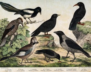 a: Hooded Crow (Corvus cornix), b: Jackdaw (Corvus monedula), c: Eurasian Jay (Garrulus glandarius), d: Spotted Nutcracker (Nucifraga caryocatactes), e: Alpine Chough (Pyrrohocorax alpinus), f: Red-billed Chough (Pyrrhocorax pyrrhocorax)