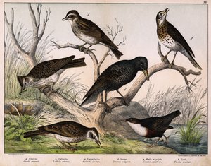 a: Northern lark (Alauda arvensis), b: Woodlark (Lullula arborea), c: Crested lark (Galerita cristata), d: Common starling (Sturnus vulgaris), e: Dipper (Cinclus cinclus), f: Song thrush (Turdus philomelos) - in “Natural History of Birds”, ed. Hoepli, Mila by Unknown artist
