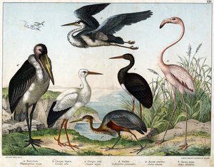 Phenicopterer or Flamingo (Phoenicopterus roseus), White stork (Ciconia alba), Black stork (Ciconia migra), Marabout (Leptoptilus crumenifer), White heron (Ardea cinerea), Red heron (Ardea purpurea) - in 