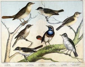 a: Nightingale (Luscinia vera), b: Bluethroat (Cyanecula suecica), c: Blackcap (Sylvia atricapilla), d: Lesser Whitethroat (Sylvia ciciera), e: Garden Warbler (Sylvia salicaria), f: Lesser Whitethroat (Sylvia curruca), g: Icterine Warbler (Hypolais icterin