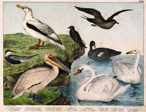 a: Common tern (Sterna hirundo), b: Pomarine skua (Stercorarius pomarinus), c: Storm petrel (Thalassidroma pelagica), d: Albatross (Diomedea exulans), e: Pelican (Pelecanus onocrotalus), f: Mute swan (Cygnus olor), g: Whooper swan (Cygnus cygnus), h: Wild 