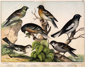 Sparrow (Emberiza circlus), Snow Sparrow (Plectrophanes nivalis), Sparrow (Pour domesticus), Pinson (Fringilla coelebs), Northern Pinson (Fringilla montifringilla), Niverolle (Montifringilla nivalis) - in “Natural History of birds”, ed. Hoep