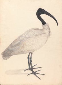 A Black and White Indian Bird (one of a pair)