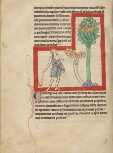 A Cinomolgus by Unknown artist