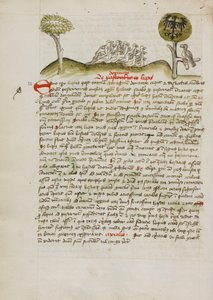 A Flock of Birds under a Tree including a Crowned Eagle with a Heraldic Blazon on its Wings by Unknown artist