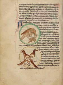 A Hawk; Magpies by Unknown artist