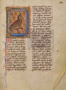 A Night Heron by Unknown artist
