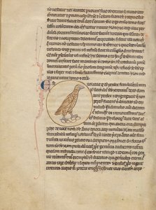 A Partridge by Unknown artist