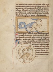 A Scitalis; An Amphisbaena by Unknown artist