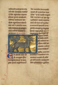 A Wild Donkey by Unknown artist
