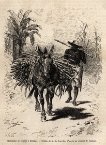 A cane merchant and his mule in Cartago (Costa Rica), the only merchant who animates the empty streets of the city. Engraving to illustrate the voyage to New Granada, by Dr. Saffray, in 1869, published in “Le tour du monde” 1873, edited by Edouard Charton by Unknown artist