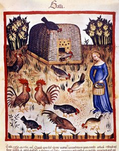 A young woman in a low yard feeds hens and roosters. Illumination from 