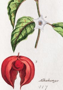 Alkekengi by Unknown artist