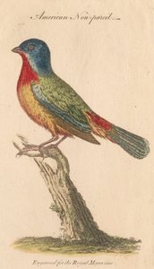 American Non-pareil