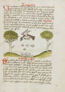 An Eagle Flying over a Swarm of Insects by Unknown artist