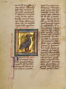 An Ostrich by Unknown artist