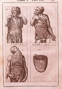 Anatomical board representing: the dimensions, muscles of the abdomen, intestines and stomach (engraving in "Anatomia Corporis Humani" by Juan Valverde De Amusco, Table I, Book III) by Unknown artist