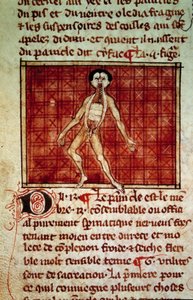 Anatomical Figure: Peel, Chest Open. Miniature from the Manuscript 