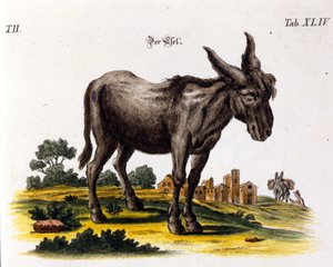 Ankey. 18th century representation by Unknown artist