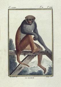 Rhesus Monkeys. Illustration of the 