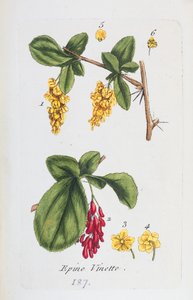 Barberry